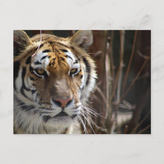 Cartão Postal Tigre