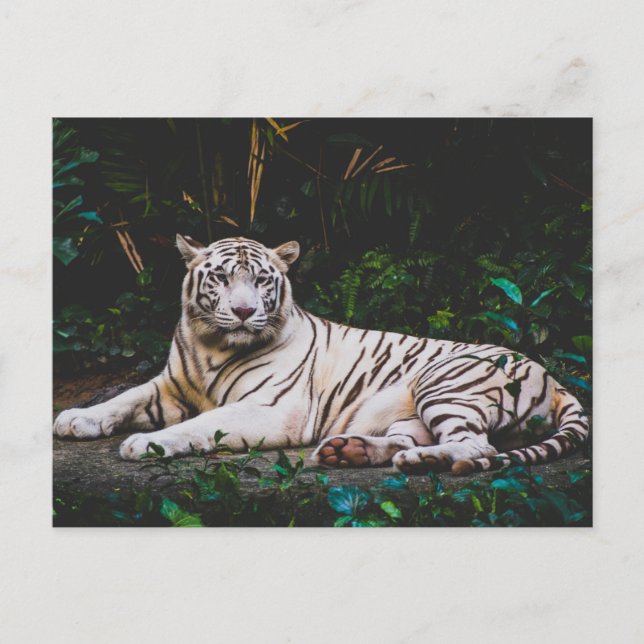Cartão Postal Tigre (Frente)