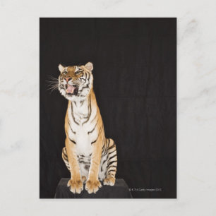 Cartão Postal Tigre