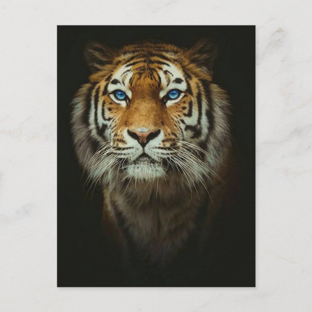 Cartão Postal Tigre (Frente)