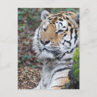 Cartão Postal Tigre