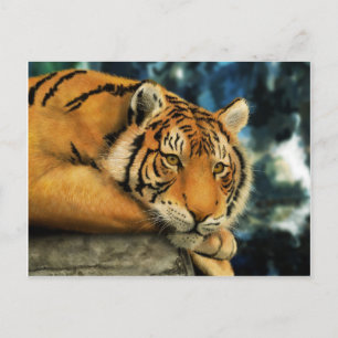 Cartão Postal Tigre