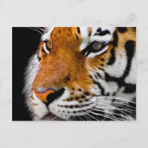 Cartão Postal Tigre