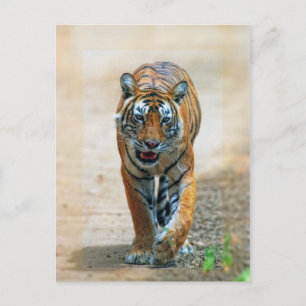 Cartão Postal tigre