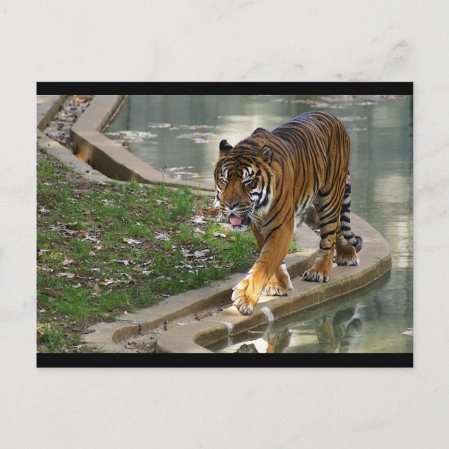 Cartão Postal tigre (Frente)