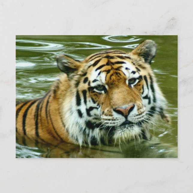 Cartão Postal Tigre (Frente)