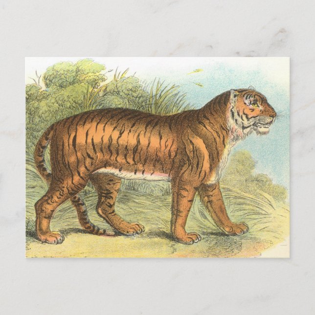 Cartão Postal Tigre (Frente)