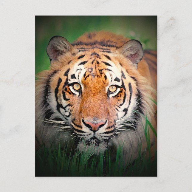 Cartão Postal Tigre (Frente)