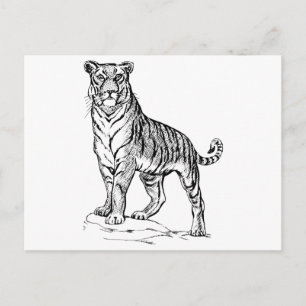 Cartão Postal Tigre