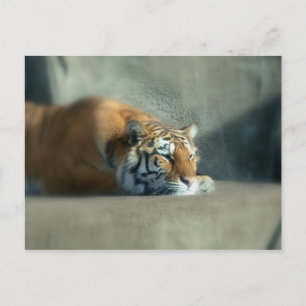 Cartão Postal tigre2