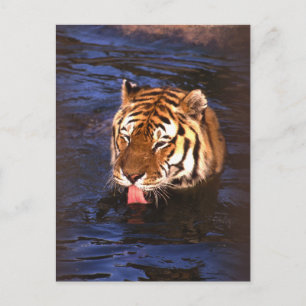 Cartão Postal Tigre2