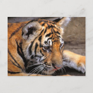 Cartão Postal Tigre38