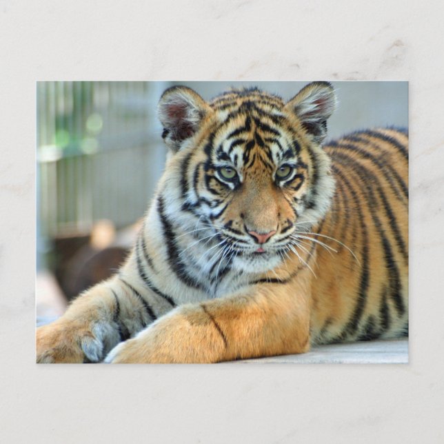 Cartão Postal Tigre 034 (Frente)
