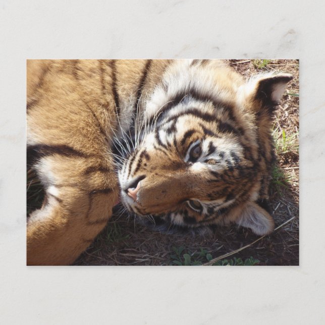 Cartão Postal Tigre 2 (Frente)