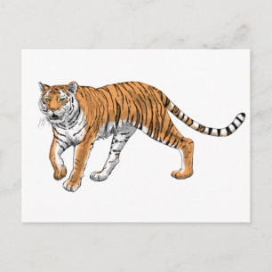 Cartão Postal Tigre 2