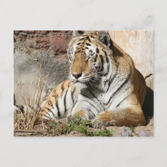 Cartão Postal tigre animal selvagem zoológico tigres (Frente)