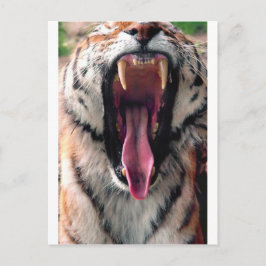 Cartão Postal Tigre-boiando 2