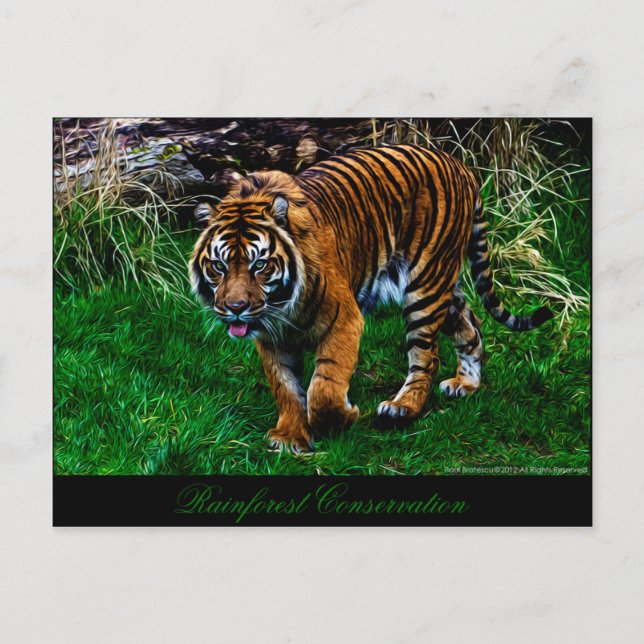 Cartão Postal Tigre bonito de Sumatran (Frente)
