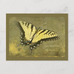 Cartão Postal Tigre Borboleta-do-Câncer - Papilio glaucus