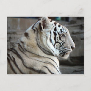 Cartão Postal Tigre Branco
