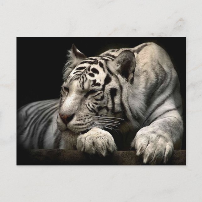 Cartão Postal Tigre Branco (Frente)