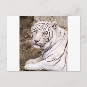 Cartão Postal Tigre Branco