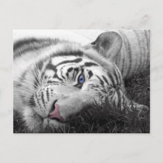 Cartão Postal Tigre branco