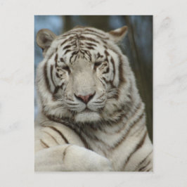 Cartão Postal Tigre Branco