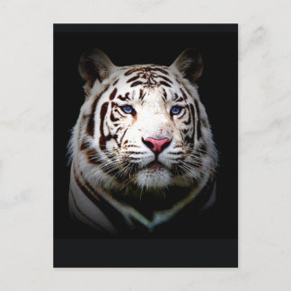 Cartão Postal Tigre branco