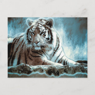 Cartão Postal Tigre Branco