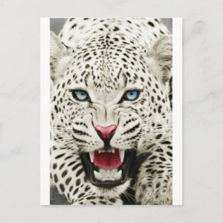 Cartão Postal tigre branco