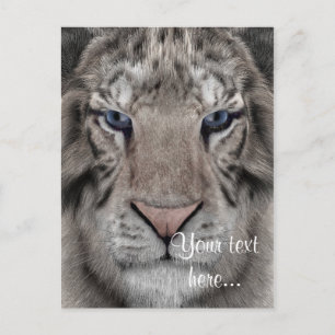 Cartão Postal Tigre Branco