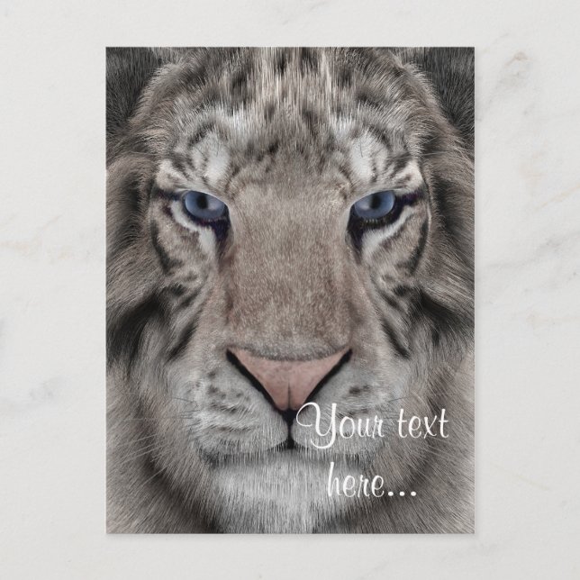 Cartão Postal Tigre Branco (Frente)