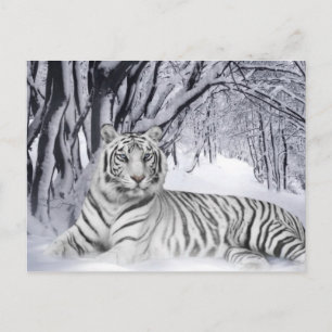 Cartão Postal Tigre Branco