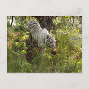Cartão Postal Tigre branco 010