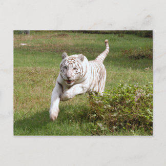 Cartão Postal Tigre branco 3825e