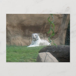 Cartão Postal Tigre Branco Basking