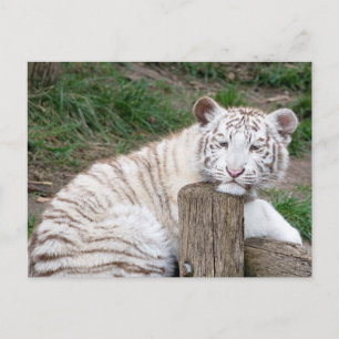 Cartão Postal Tigre Branco Cansado e Sonolento Descansando Sobre