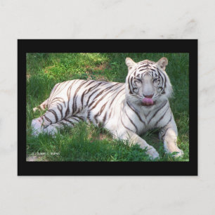 Cartão Postal Tigre Branco com Olhos Azuis Lambendo o Nariz