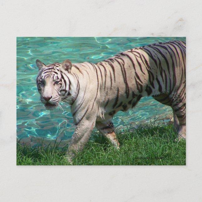 Cartão Postal Tigre branco contra a fotografia de passeio de águ (Frente)