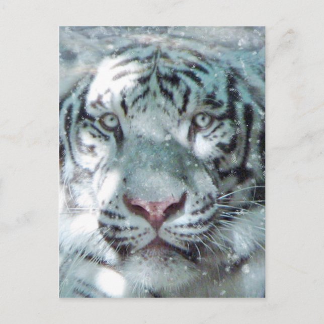 Cartão Postal Tigre Branco da Neve (Frente)
