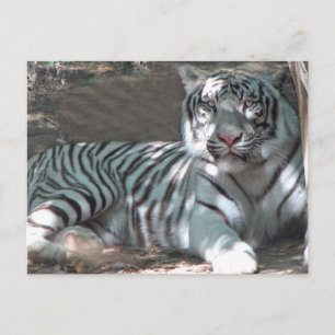 Cartão Postal Tigre Branco Descansando Sob a Árvore