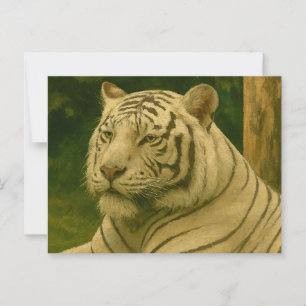 Cartão Postal Tigre Branco Descendo em Woodland Shade