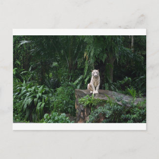 Cartão Postal Tigre Branco na Selva