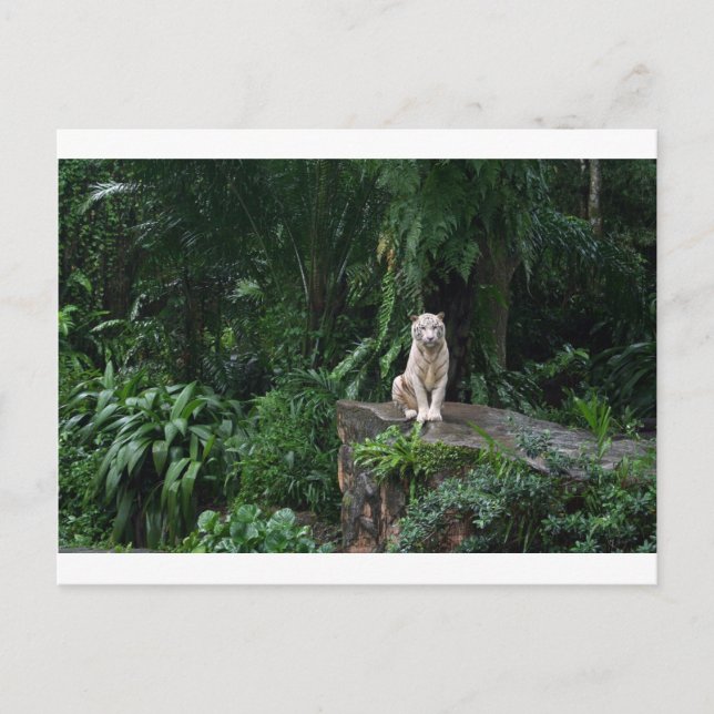 Cartão Postal Tigre Branco na Selva (Frente)