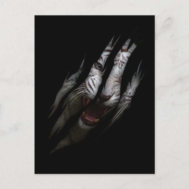 Cartão Postal Tigre Branco Tornando Garra Selvagem Safari Animal (Frente)