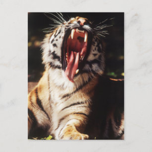 Cartão Postal Tigre com a boca aberta