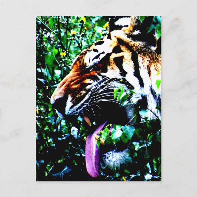 Cartão Postal Tigre de Amur pccnm (Frente)