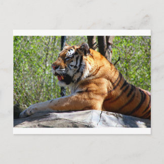 Cartão Postal Tigre de aninhamento