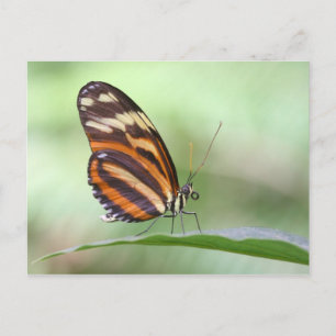Cartão Postal Tigre de asa longa